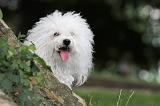 BICHON BOLONAIS 036